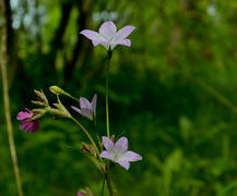 Лесные цветы
