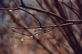 Веточка с каплей