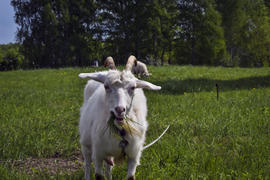 Белая коза жует траву