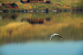 a Seagull flies over the Lake