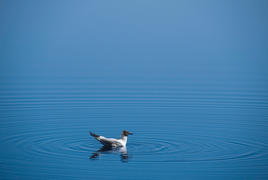Seagull water