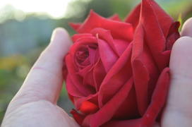Красная роза в руке 