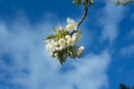 Весна.Цветущее дерево.