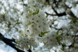Весна. Яблоня в цвету.