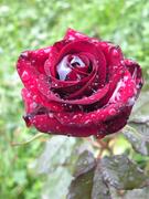 Роза после дождя