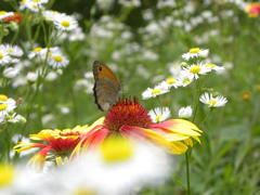 Красивые цветы