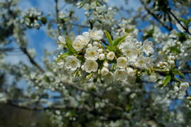 Весна.Цветущее дерево.