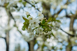 Весна.Цветущее дерево.