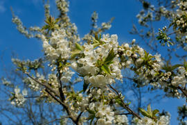 Весна. Цветущее дерево.