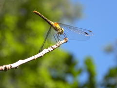 Лесной хозяин