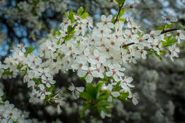 Весна.Цветущее дерево.