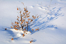 Сухое дерево в снегу 