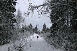 Дорога в лесу