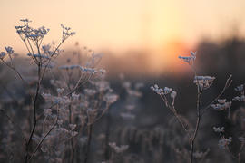 Кустарник в снегу