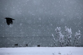 Ворона у моря