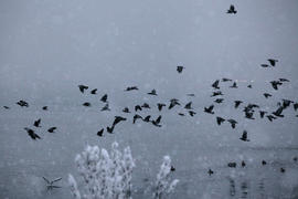 Вороны у моря