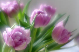 Тюльпаны