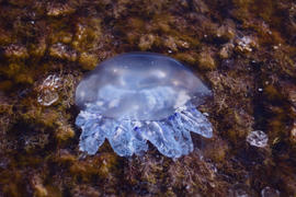 Медуза в водорослях