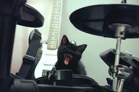 Кошачье утро