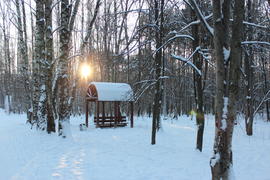 Городской лес