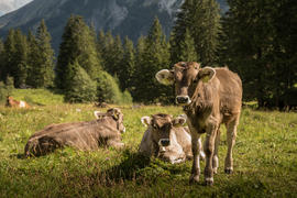 Альпийские телята