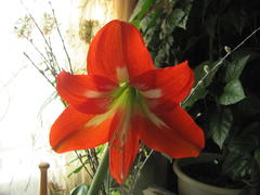 Гипераструм