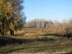 Осень. Деревья.