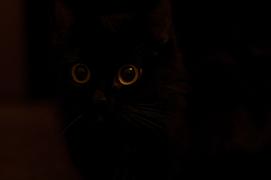 Кошачий  взгляд