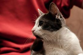 Бася - фотомодель