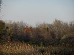 Камыш у реки