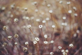 Осенние одуваны