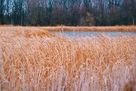 Золото реки Дон