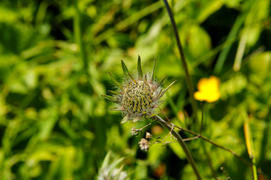 Цветок, цветы