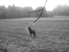 пес на поле