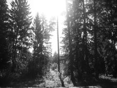 лес черно-белый