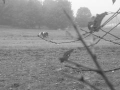 черно-белое поле с коровой 