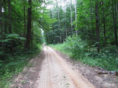 Дорога в лесу