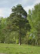 Сосна-великан