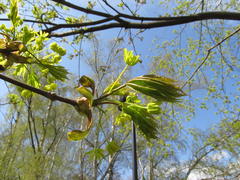 Тянемся к солнышку