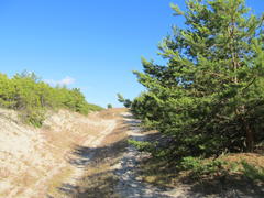 Куршская коса