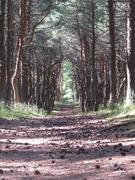 Дорога шишек