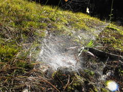 Паутина на земле