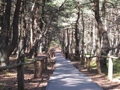 Деревянная дорожка