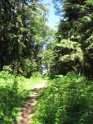 Куршская коса