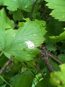 Смайлик на листьях смородины