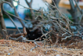 Найди кота!