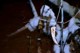 Одинокий лист