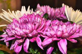 Букет цветов