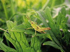 кузнечик
