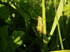 кузнечик в траве